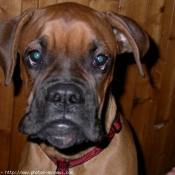 Photo de Boxer