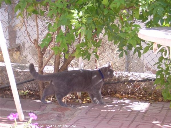 Photo de British shorthair