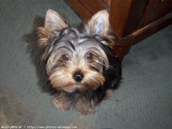 Photo de Yorkshire terrier