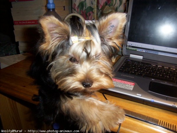 Photo de Yorkshire terrier