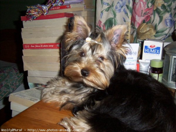 Photo de Yorkshire terrier