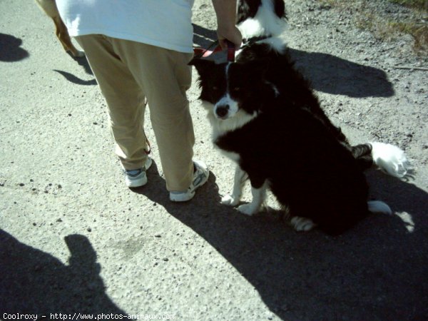 Photo de Border collie