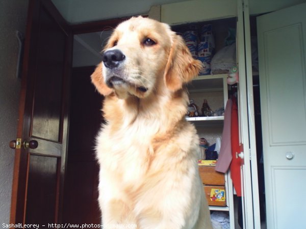 Photo de Golden retriever