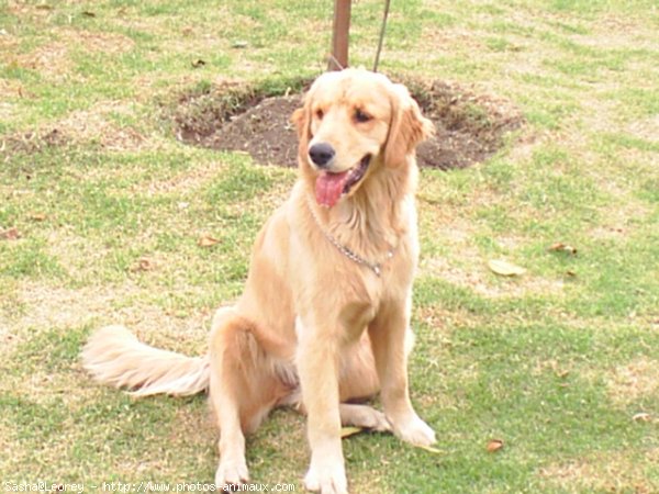 Photo de Golden retriever