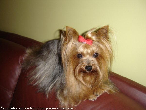 Photo de Yorkshire terrier