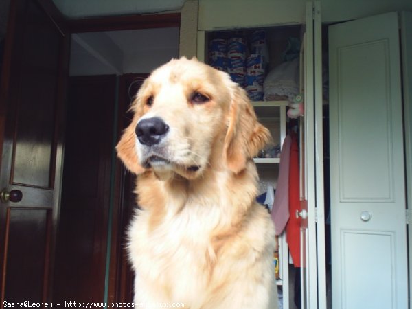 Photo de Golden retriever