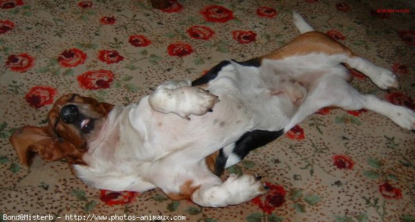 Photo de Basset hound