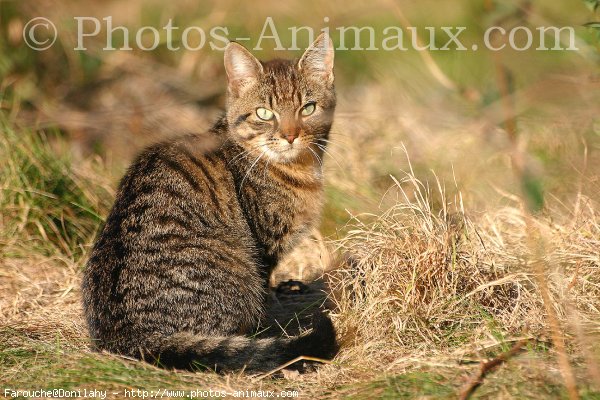 Photo de Chat domestique