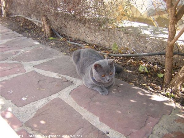 Photo de British shorthair