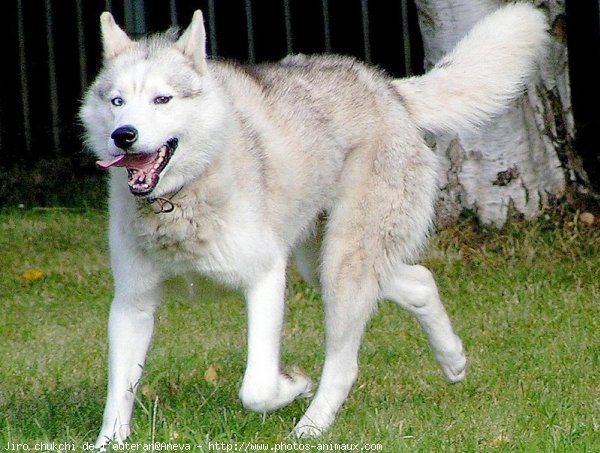 Photo de Husky siberien