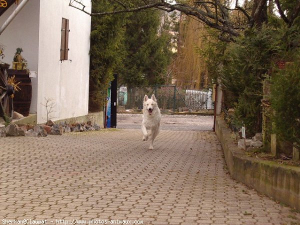 Photo de Berger blanc suisse