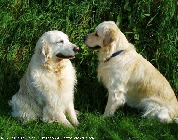 Photo de Golden retriever