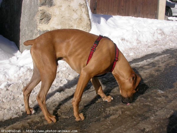 Photo de Boxer