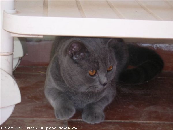 Photo de British shorthair