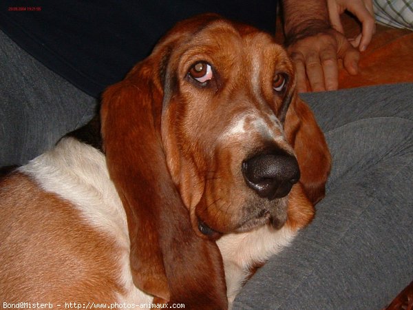 Photo de Basset hound