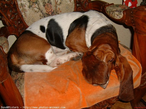 Photo de Basset hound