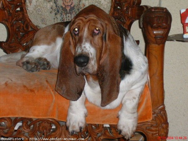 Photo de Basset hound