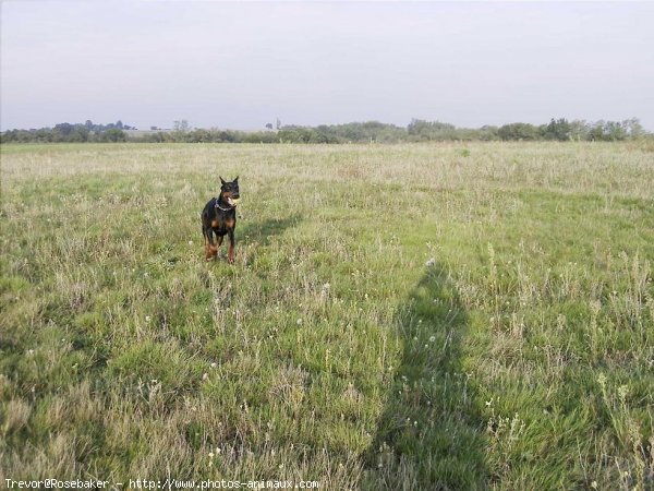 Photo de Dobermann