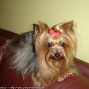 Photo de Yorkshire terrier