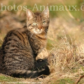 Photo de Chat domestique