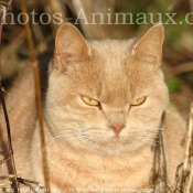 Photo de British shorthair