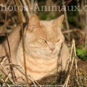 Photo de British shorthair