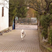 Photo de Berger blanc suisse