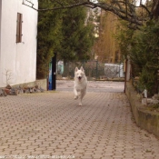 Photo de Berger blanc suisse