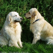 Photo de Golden retriever