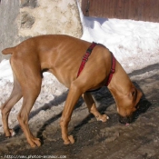 Photo de Boxer