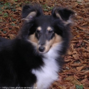 Photo de Chien de berger des shetland