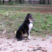 Photo de Chien de berger des shetland