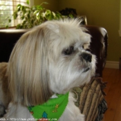 Photo de Shih tzu