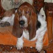 Photo de Basset hound