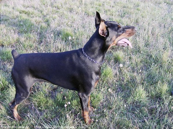 Photo de Dobermann