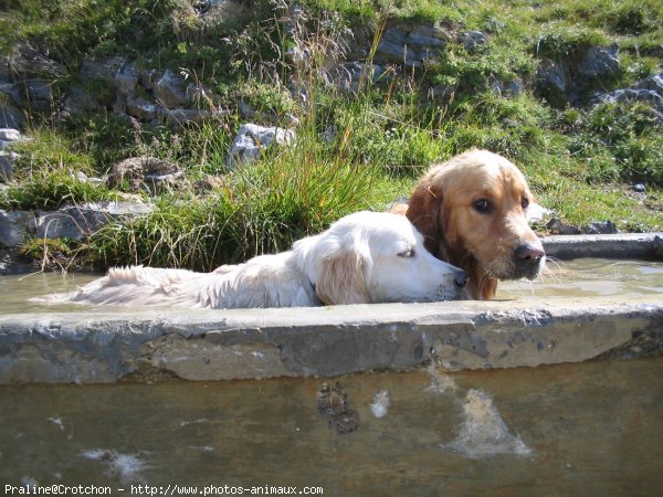 Photo de Golden retriever