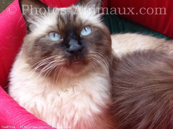 Photo de Sacr de birmanie