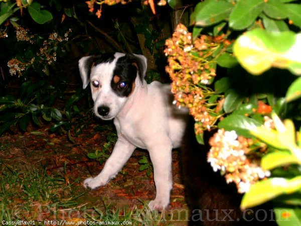 Photo de Jack russell terrier