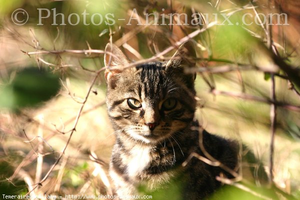 Photo de Chat domestique