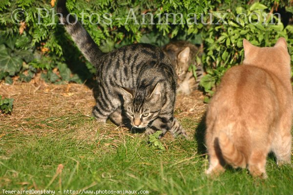 Photo de Chat domestique