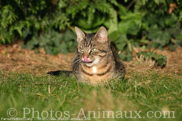 Photo de Chat domestique