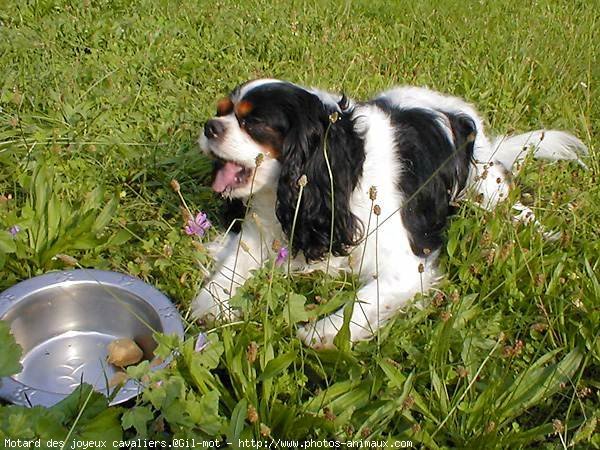 Photo de Cavalier king charles spaniel