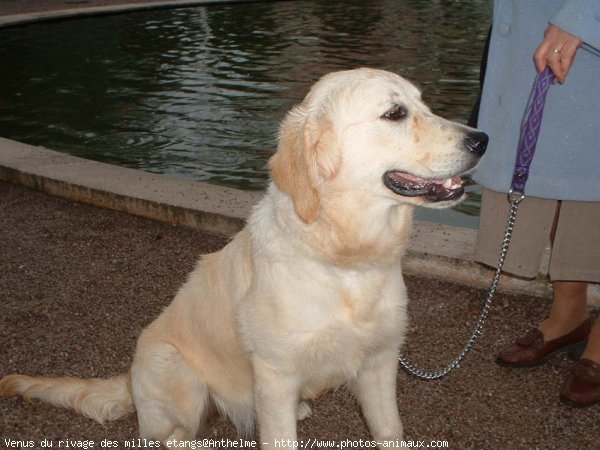 Photo de Golden retriever