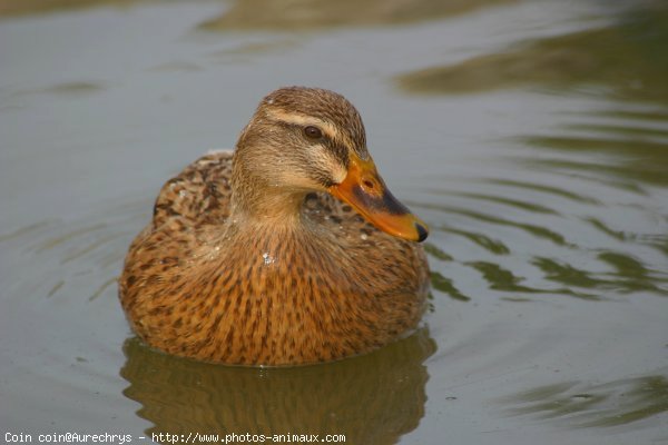 Photo de Canard