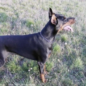 Photo de Dobermann