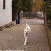 Photo de Berger blanc suisse