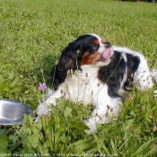 Photo de Cavalier king charles spaniel