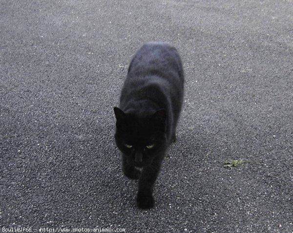 Photo de Chat domestique