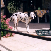 Photo de Dalmatien