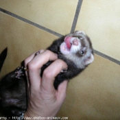 Photo de Furet